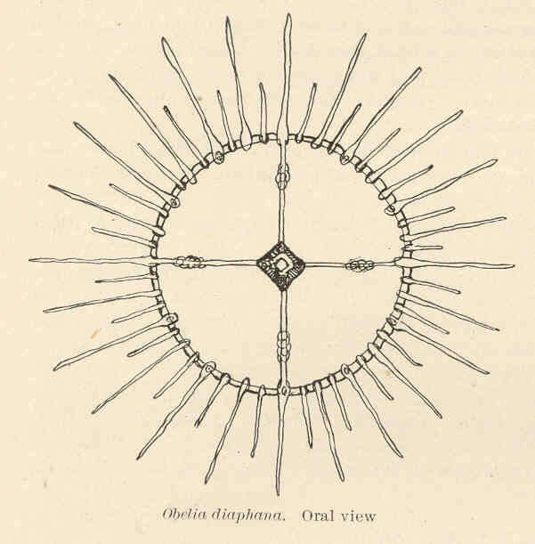 Слика од Campanulariidae Johnston 1836