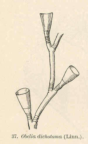 Image of Campanulariidae Johnston 1836