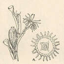 Sivun Obelia geniculata (Linnaeus 1758) kuva