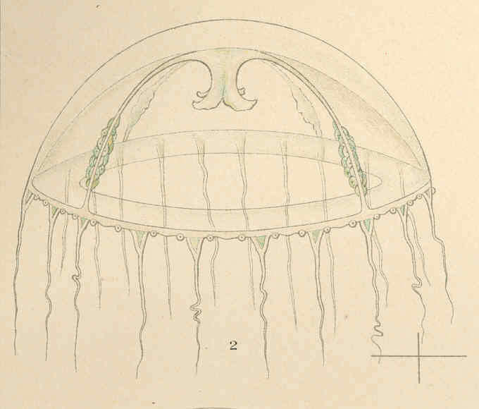 Image de Clytia Lamouroux 1812