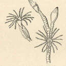 Imagem de Opercularella lacerata (Johnston 1847)