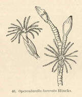 Imagem de Campanulinidae Hincks 1868