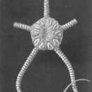 Sivun Ophiomusa lymani (Wyville Thomson 1873) kuva