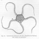 Sivun Ophiomusium Lyman 1869 kuva
