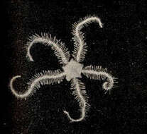 Image of Ophiotrichidae Ljungman 1867