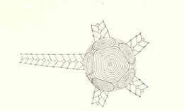 Image of Ophiolepidoidea Ljungman 1867