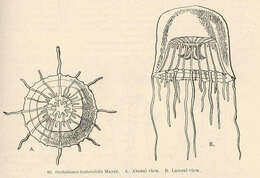 Imagem de Melicertidae Agassiz 1862