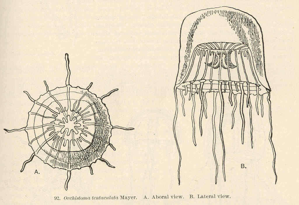 Imagem de Melicertidae Agassiz 1862