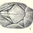 Imagem de <i>Pachylasma crinoidophilum</i> Pilsbry 1911