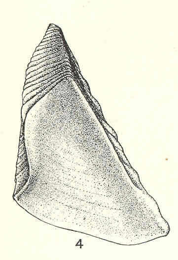 Image of Maxillopoda
