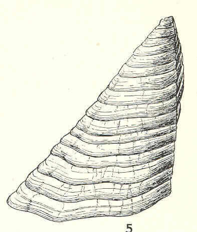 Image of Pachylasma Darwin 1854