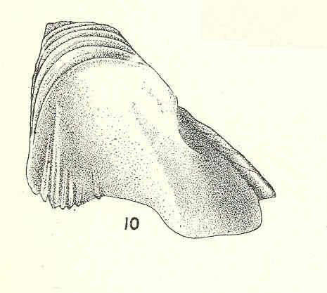 Image of Pachylasma Darwin 1854