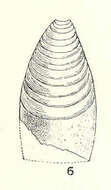 Image of Pachylasma Darwin 1854