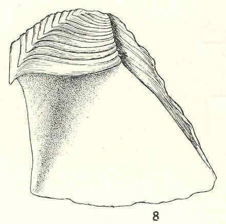 Image of Pachylasmatidae Utinomi 1968