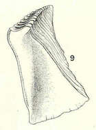 Image of Pachylasma Darwin 1854