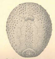 Image of Palaeotropidae Lambert 1896