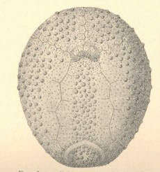 Image of Palaeotropidae Lambert 1896