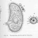 Image of slipper animalcules