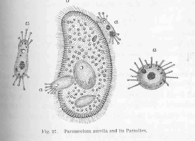 Sivun Parameciidae kuva