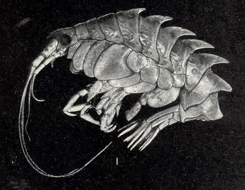 Image of Neopleustes Stebbing 1906