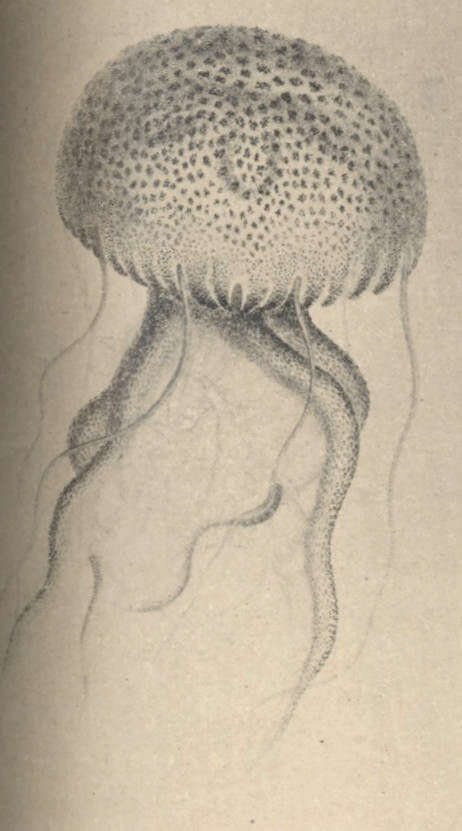 Image of Semaeostomeae Agassiz 1862