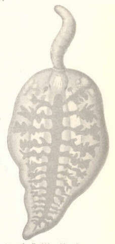 Image of Enopla