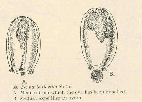 Image of Pennariidae McCrady 1859
