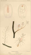 Image of Pennariidae McCrady 1859