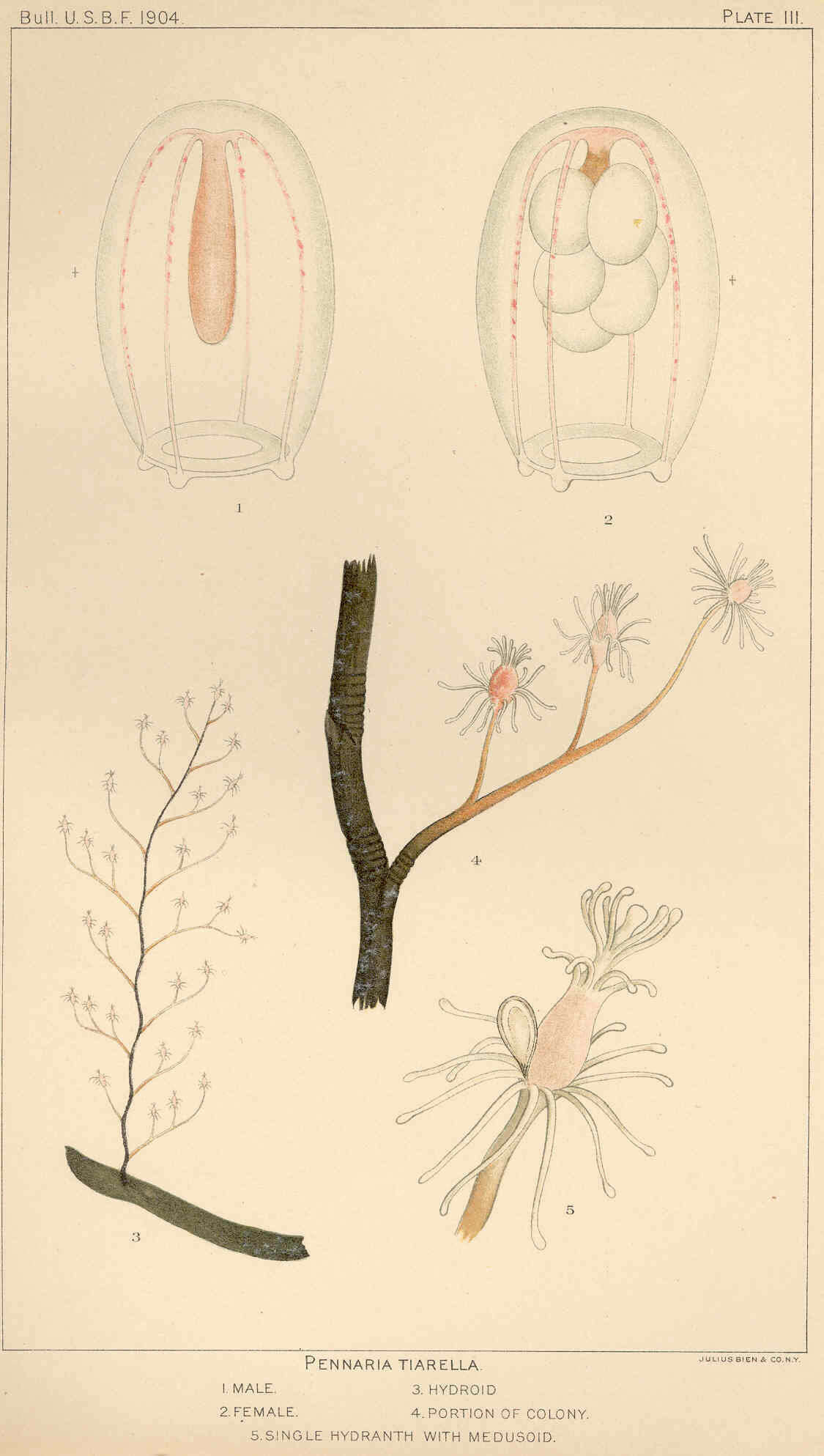 Image of Pennaria Goldfuss 1820