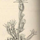 Image of Leuckartiara octona (Fleming 1823)