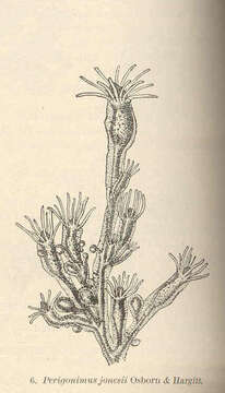 Plancia ëd Pandeidae Haeckel 1879