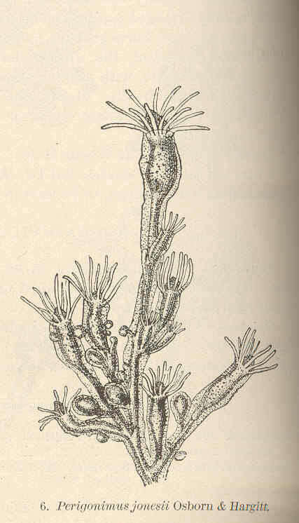 Image of Pandeidae Haeckel 1879