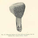 Image of Pheronema raphanus Schulze 1895