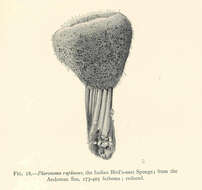 Image of Pheronema Leidy 1868