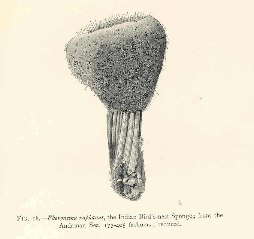 Image de Pheronematidae Gray 1870