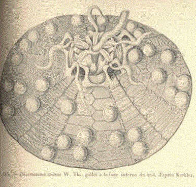Image of Hygrosoma Mortensen 1903