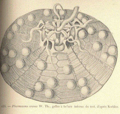 Слика од Echinothurioida Claus 1880