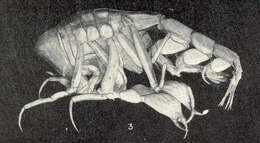 صورة Phronimoidea Rafinesque 1815