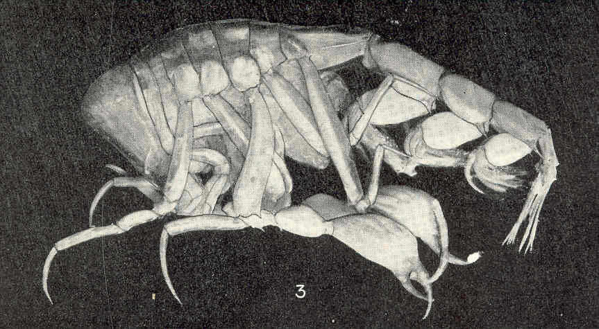 Image of Phronima Latreille 1802