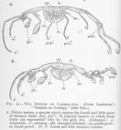 Image of Caprelloidea Leach 1814