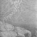 Imagem de Physalia physalis (Linnaeus 1758)
