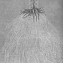 Sivun Physophora hydrostatica Forsskål 1775 kuva