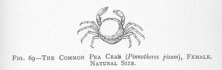 Image of Pinnotheroidea De Haan 1833