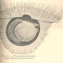 Image of Pionodesmotes phormosomae Bonnier 1898