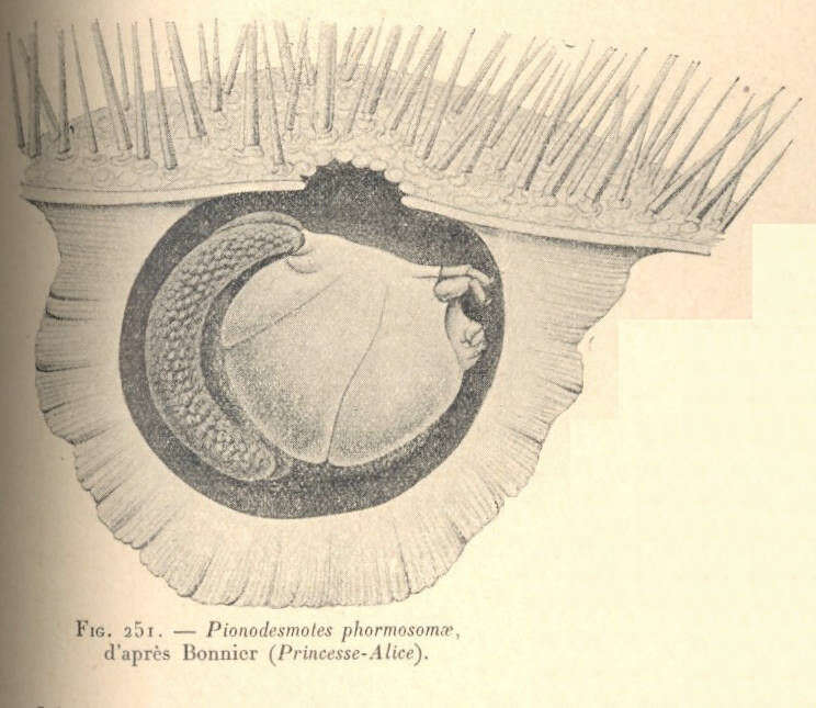 Image of Pionodesmotes Bonnier 1898