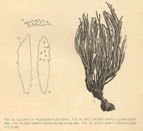 Image of Knobby sea rods