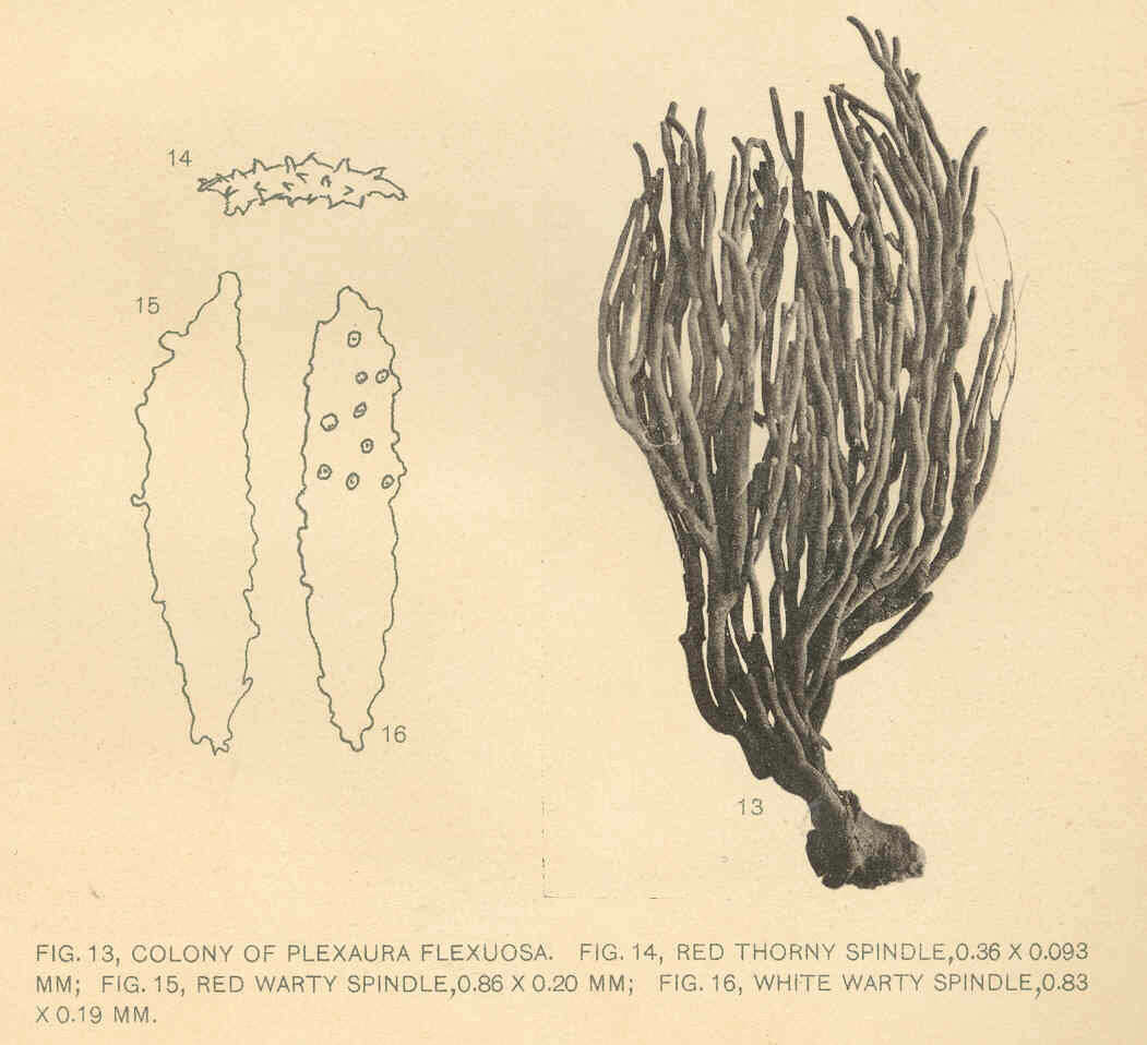 Image of Knobby sea rods