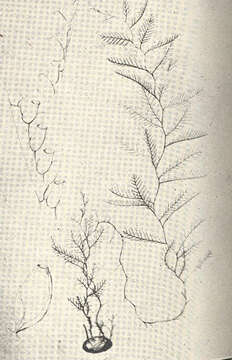 Image of Plumulariidae McCrady 1859