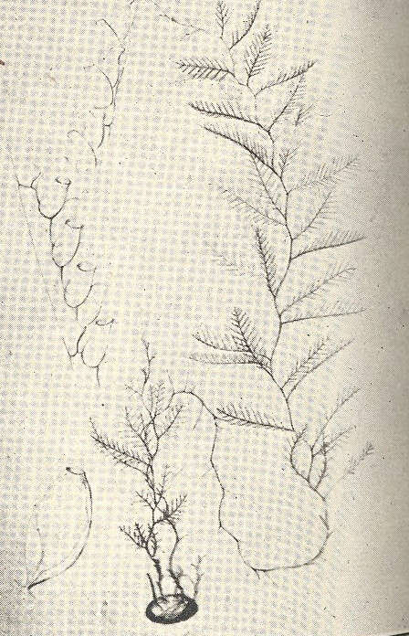 Imagem de Plumulariidae McCrady 1859