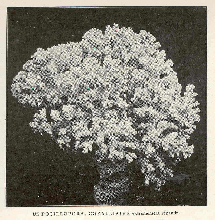 Sivun Pocilloporidae Gray 1840 kuva